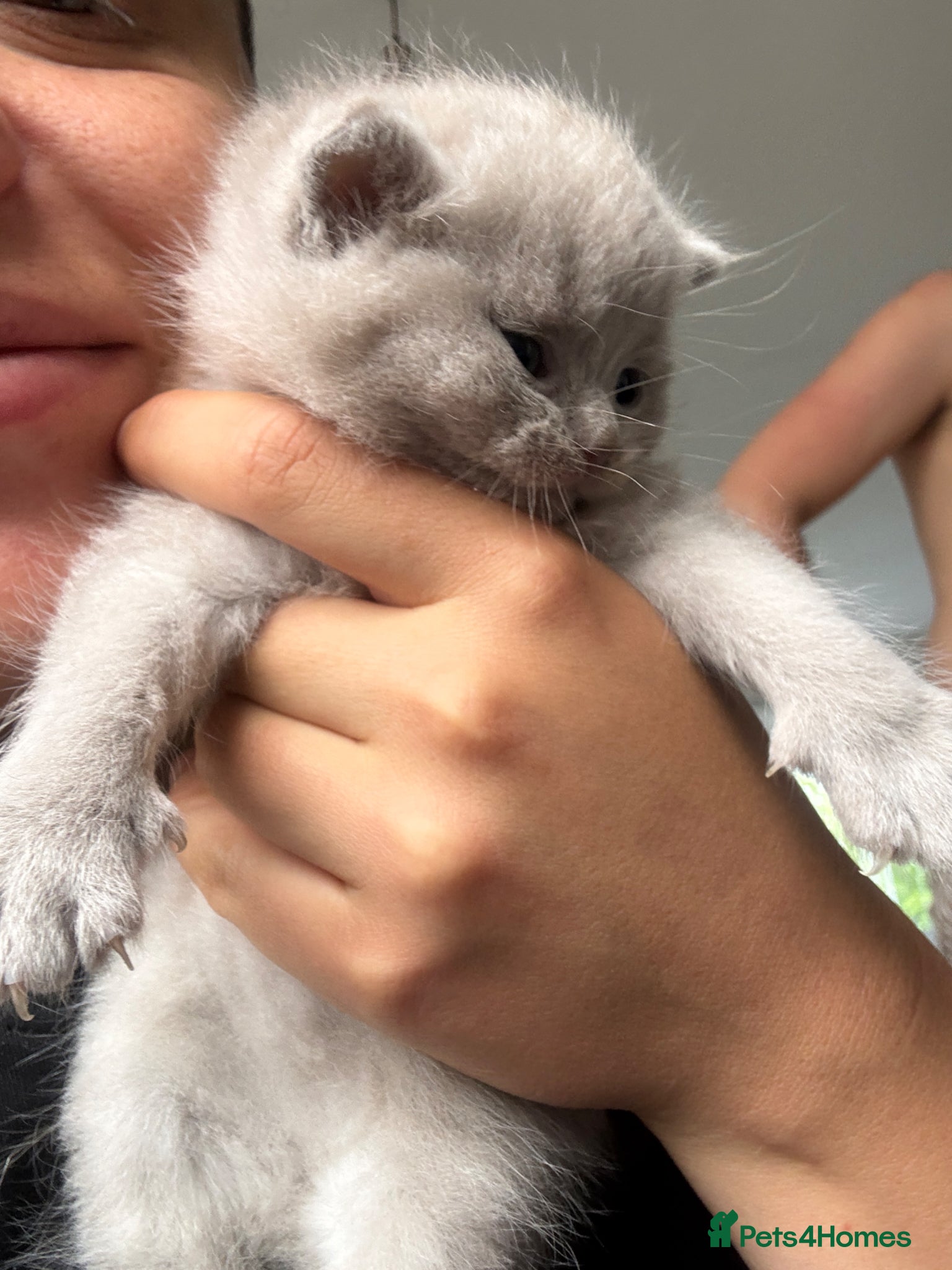 British Shorthair cats Lilac British shorthair GCCF and TICA registered - Advert 2