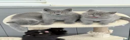 British Shorthair cats for sale: GCCF reg British Shorthair kittens ready to go now - Advert 3