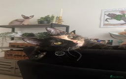 Persian cats for sale: Two Beautiful Half Persian Male Kittens  - Image 8