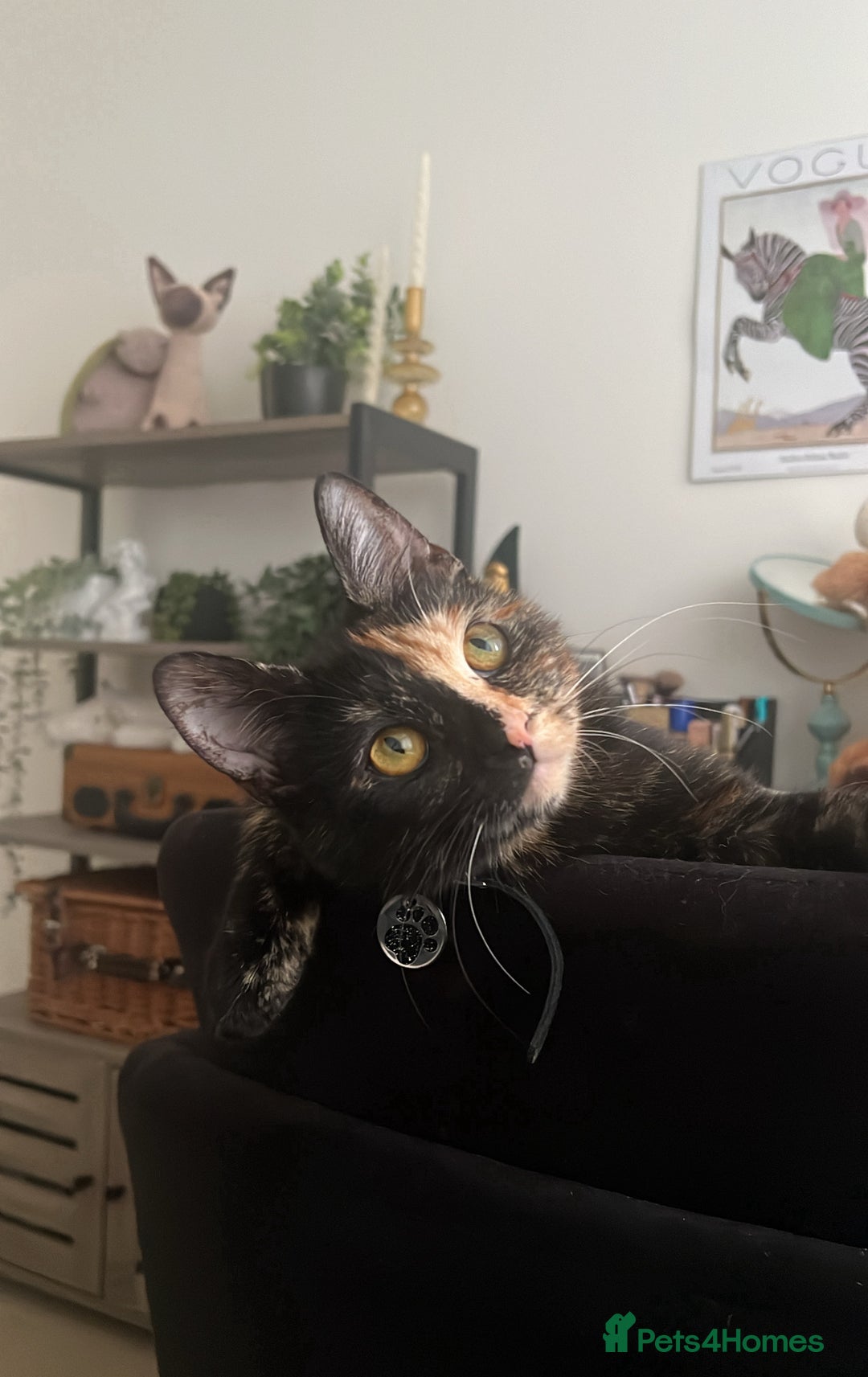Persian cats for sale: Two Beautiful Half Persian Male Kittens  - Image 8