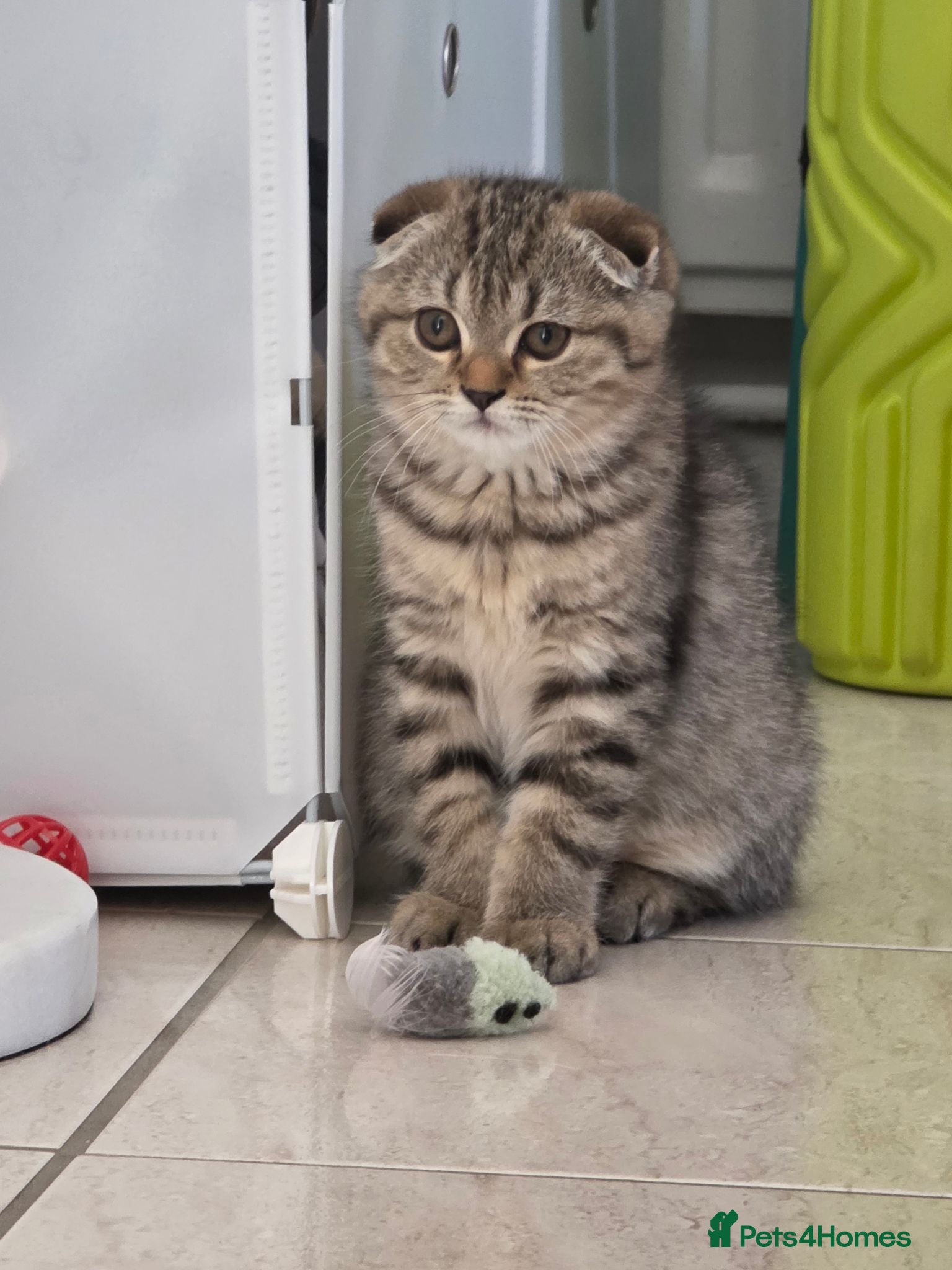 Scottish Fold cats Only 2 left!! Beautiful Scottish Fold Kittens  - Advert 2