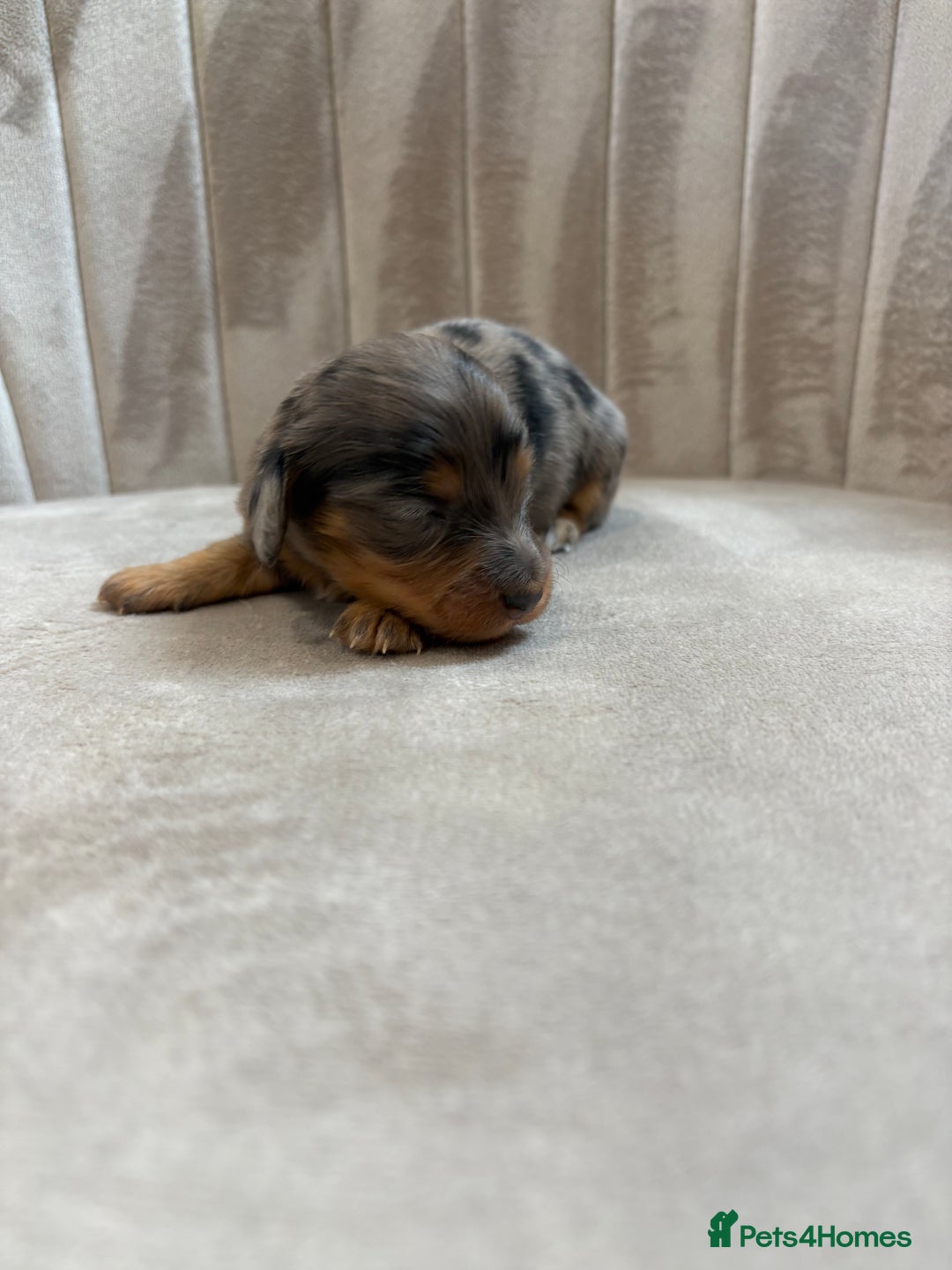 Miniature Dachshund dogs for sale: Gorgeous Long &short haired mini dachshund puppies - Image 35