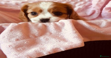 Cavalier King Charles Spaniel dogs - Advert 14