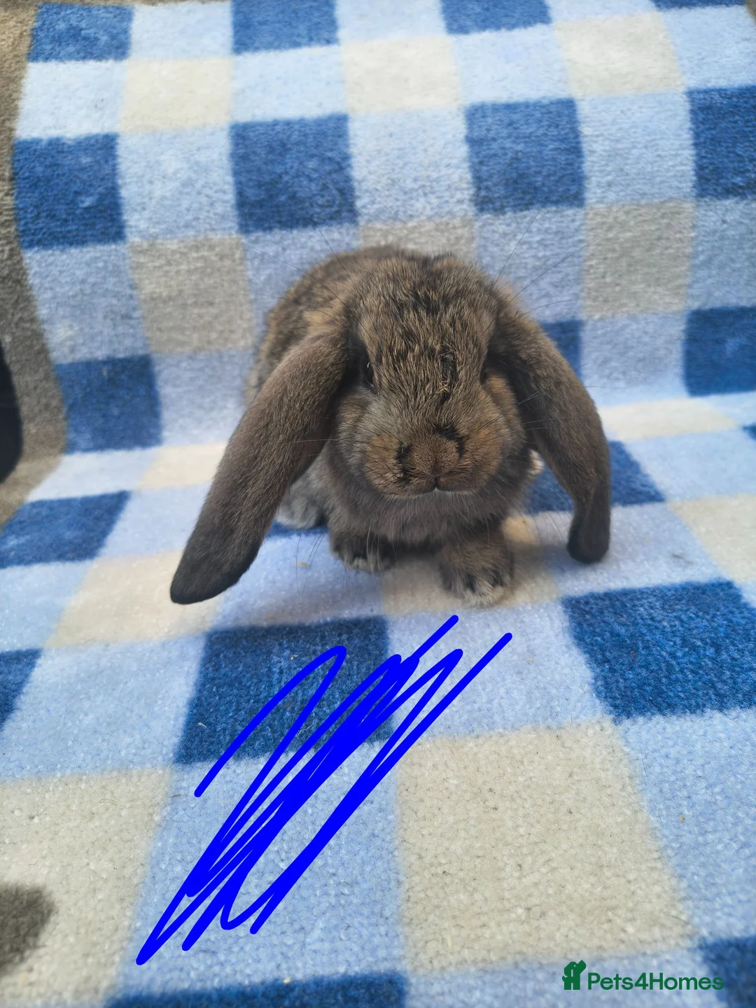 French Lop rabbits for sale: French lop babies available to reserve  - Advert 6