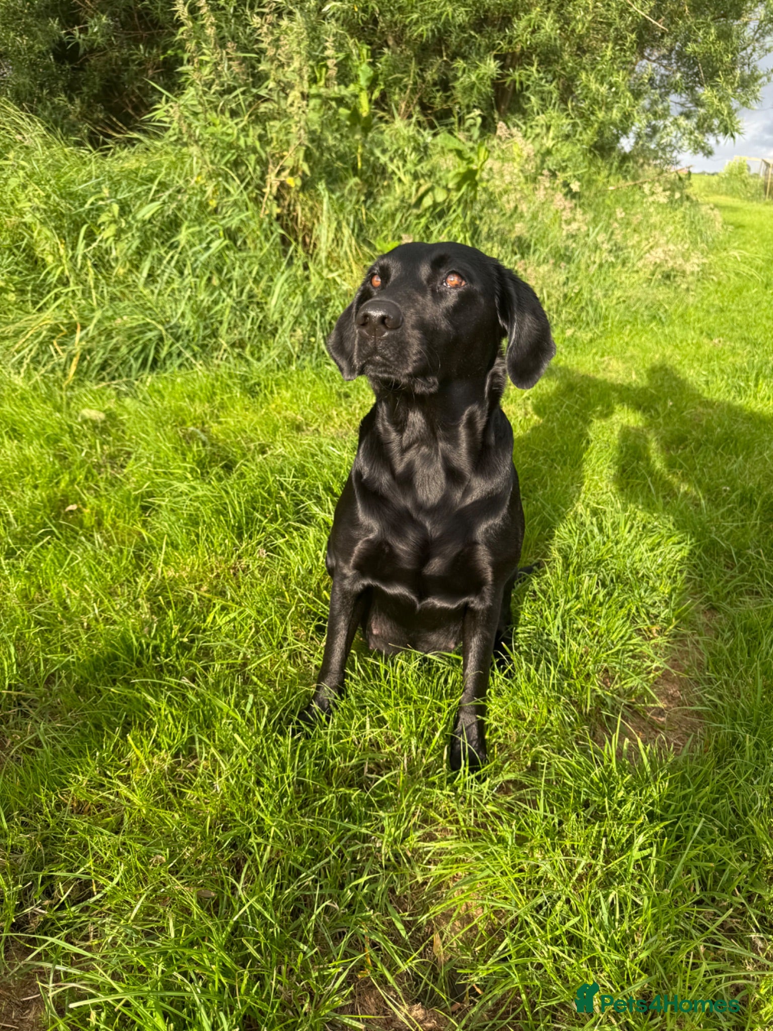Labrador Retriever dogs 🐾7 Stunning Labrador Puppy’s 👀 🏡 🐾 - Advert 1