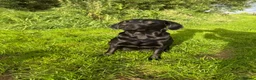 Labrador Retriever dogs for sale: 🐾7 Stunning Labrador Puppy’s 👀 🏡 🐾 - Advert 1
