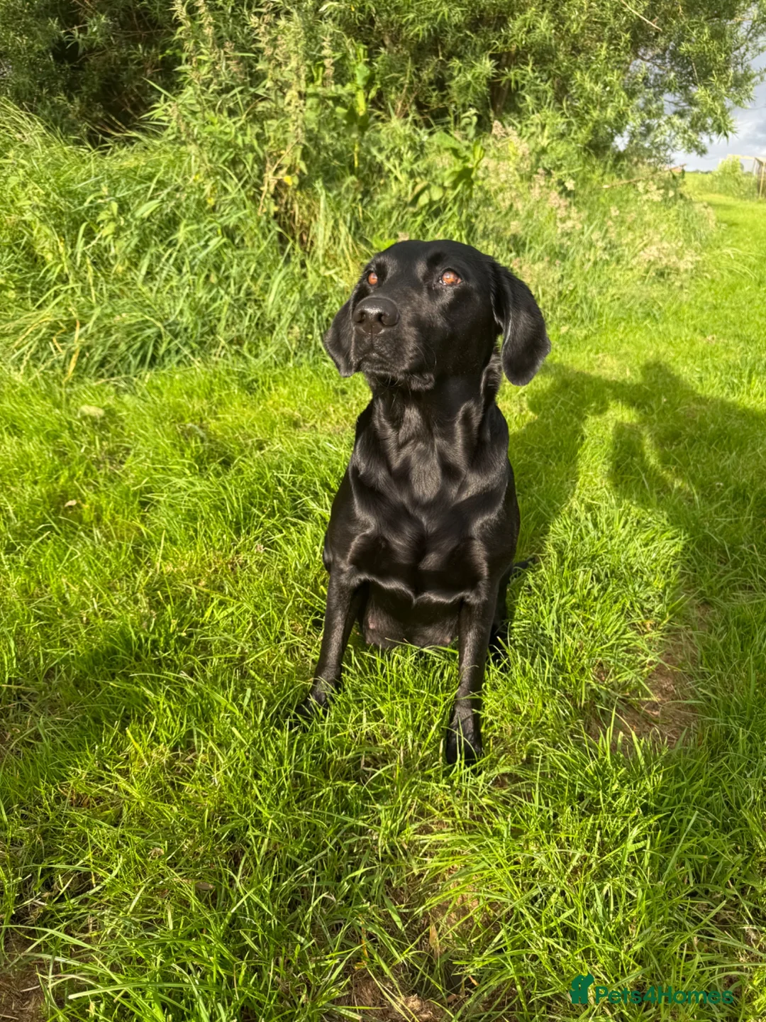 Labrador Retriever dogs for sale: 🐾7 Stunning Labrador Puppy’s 👀 🏡 🐾 - Advert 1