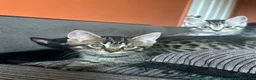 Maine Coon cats for sale: Half Mainecoon’s  - Advert 8
