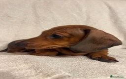 Miniature Dachshund dogs for sale: Ready to leave Miniature dachshunds cearphilly  - Image 37