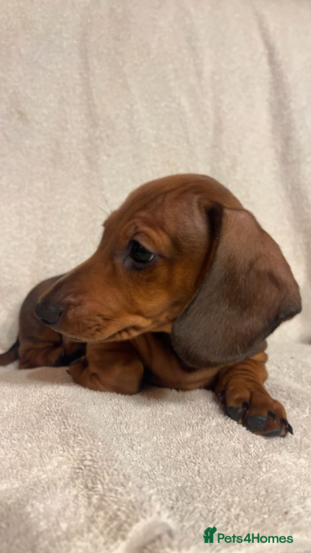 Miniature Dachshund dogs for sale: Ready to leave Miniature dachshunds cearphilly  - Image 37
