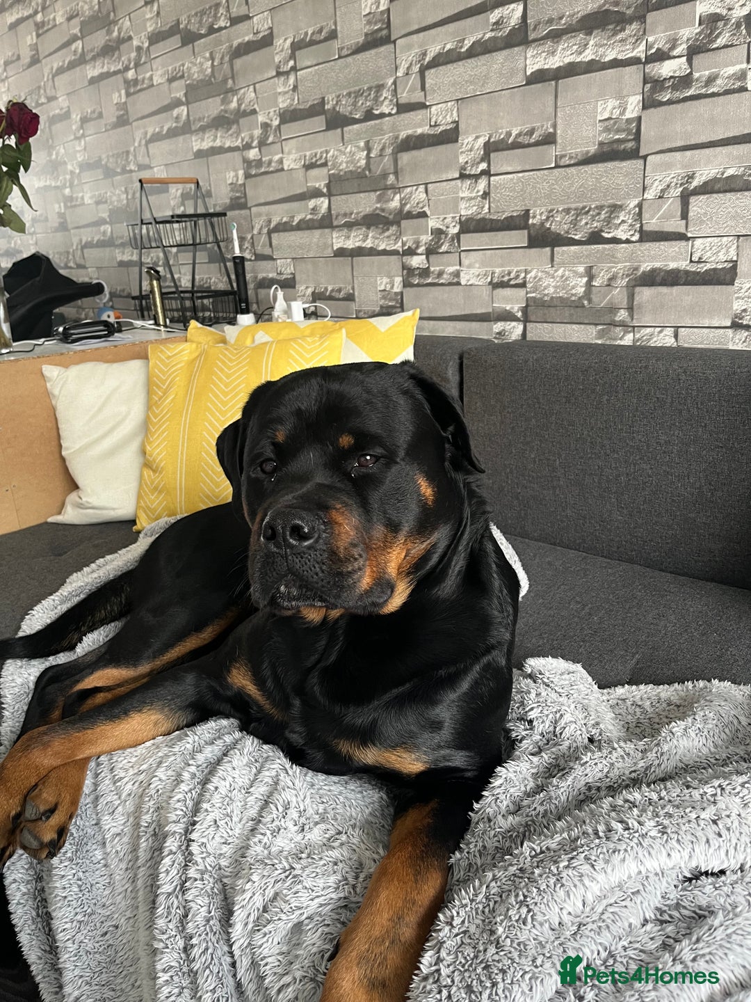 Rottweiler dogs for stud: Rottweiler for stud - Advert 5