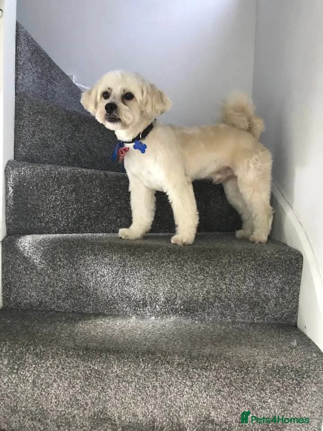 Shihpoo dogs for stud: Shipoo for stud in Cannock - Advert 1