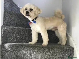 Shihpoo dogs Shipoo for stud in Cannock - Advert 1