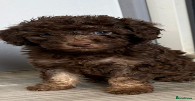Toy Poodle dogs - Advert 2