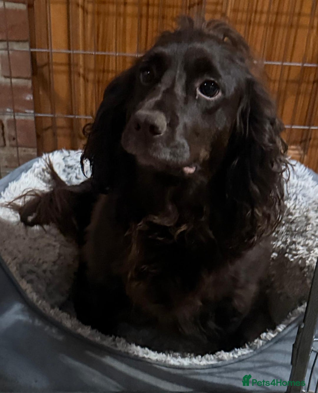 Cocker Spaniel dogs for sale: KC Registered Show Type Cocker Spaniels - Advert 21