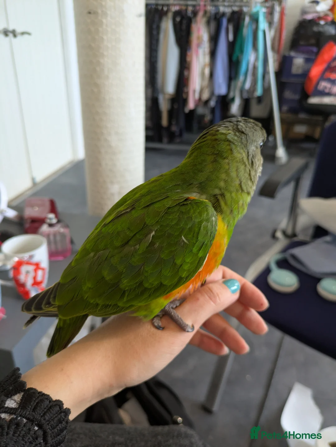 Parrots birds for sale: Senegal babies hand reared silly tamed  - Advert 2