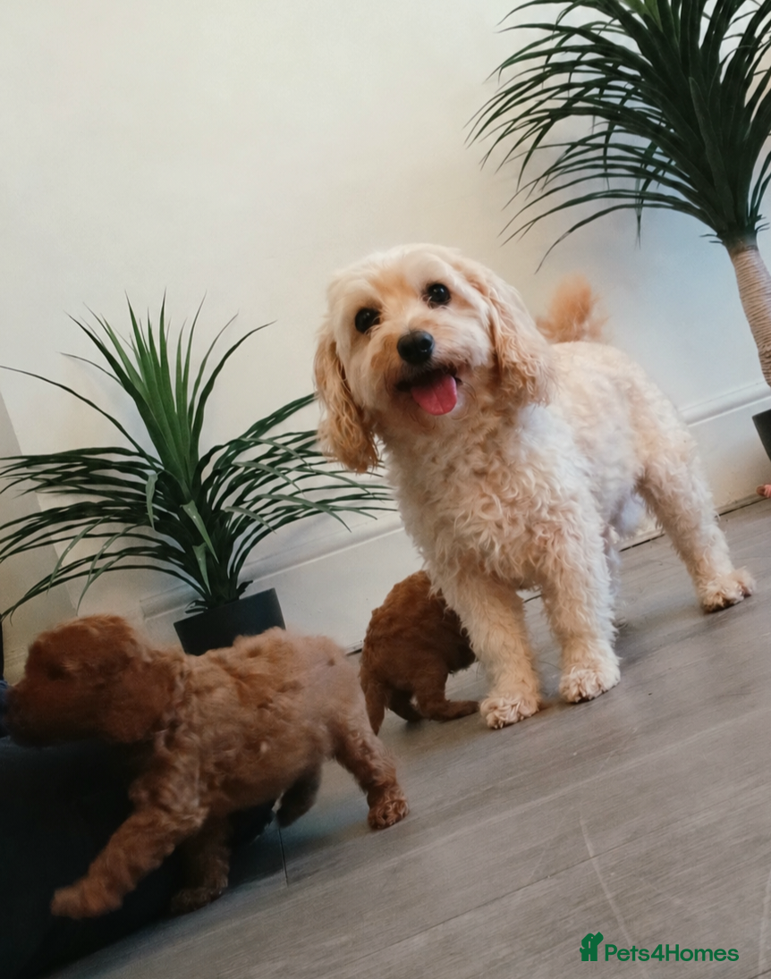 Maltipoo dogs 🐶 Beautiful F1B Maltipoo Puppies Available 🐶 - Advert 10