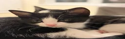 Mixed Breed cats for sale: 3 Black and White Mixed Male Kittens  in Sheffield - Advert 7