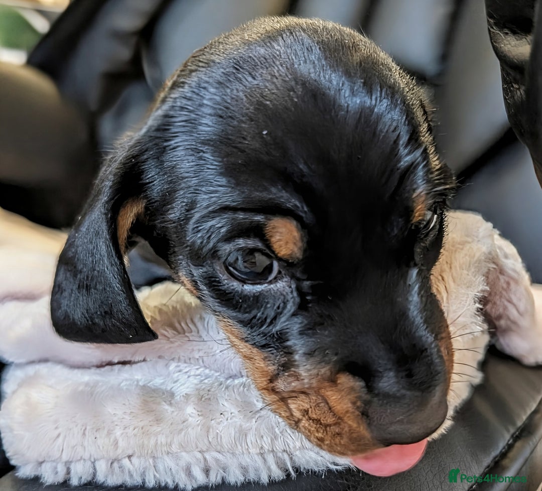 Miniature Dachshund dogs for sale: STUNNING SMOOTH SHORT HAIR MINIATURE DACHSHUND 💞 - Advert 3