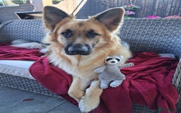 German Shepherd dogs for sale: Stunning long  German Shepherd puppies gsd pups  - Image 22