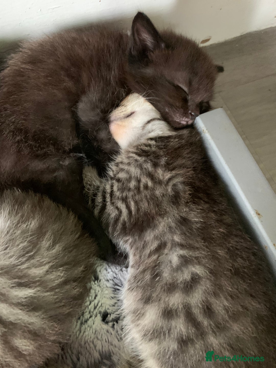 Ragdoll cats for sale: Beautiful Ragdoll/Bengal cross - Image 3