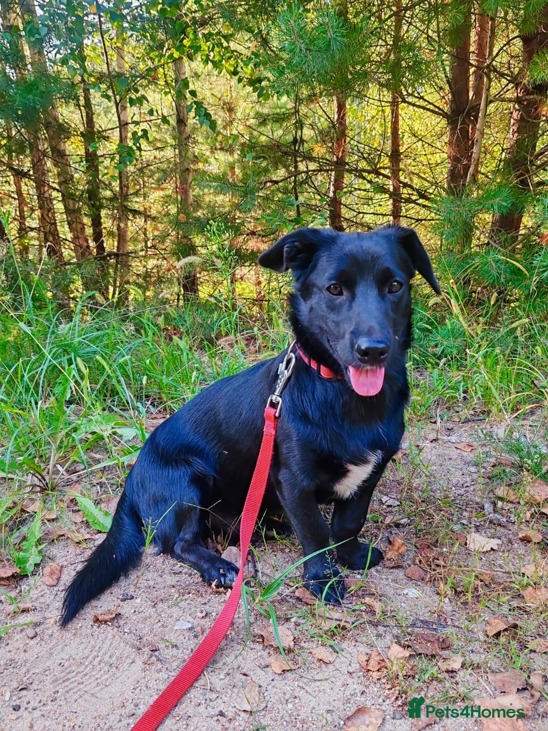 Labrador Retriever dogs for adoption: PATRICK – Labrador (male) - Advert 1