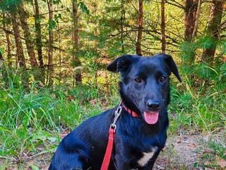 Labrador Retriever dogs PATRICK – Labrador (male) - Advert 5