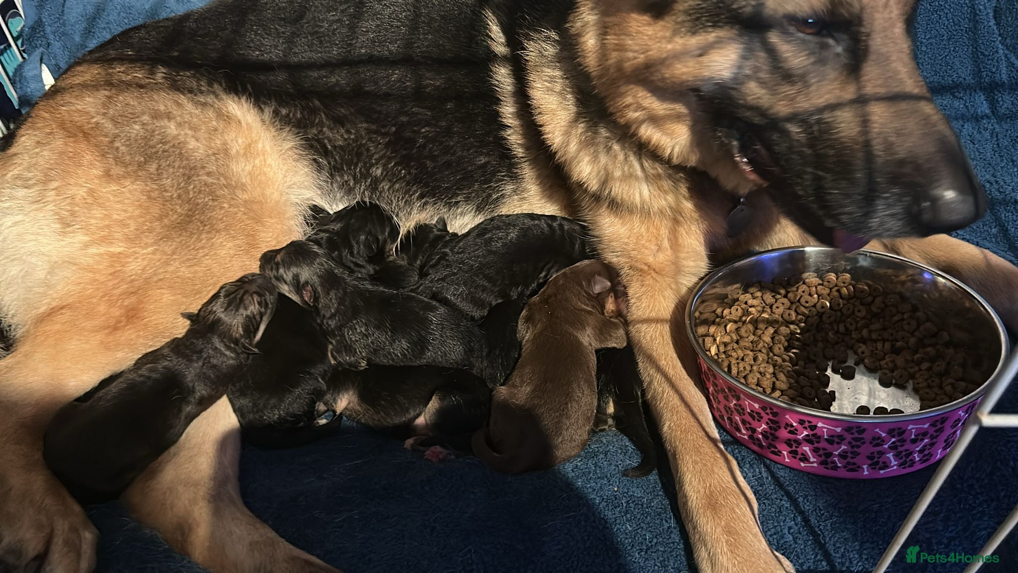 German Shepherd dogs German Shephard puppies - Advert 3
