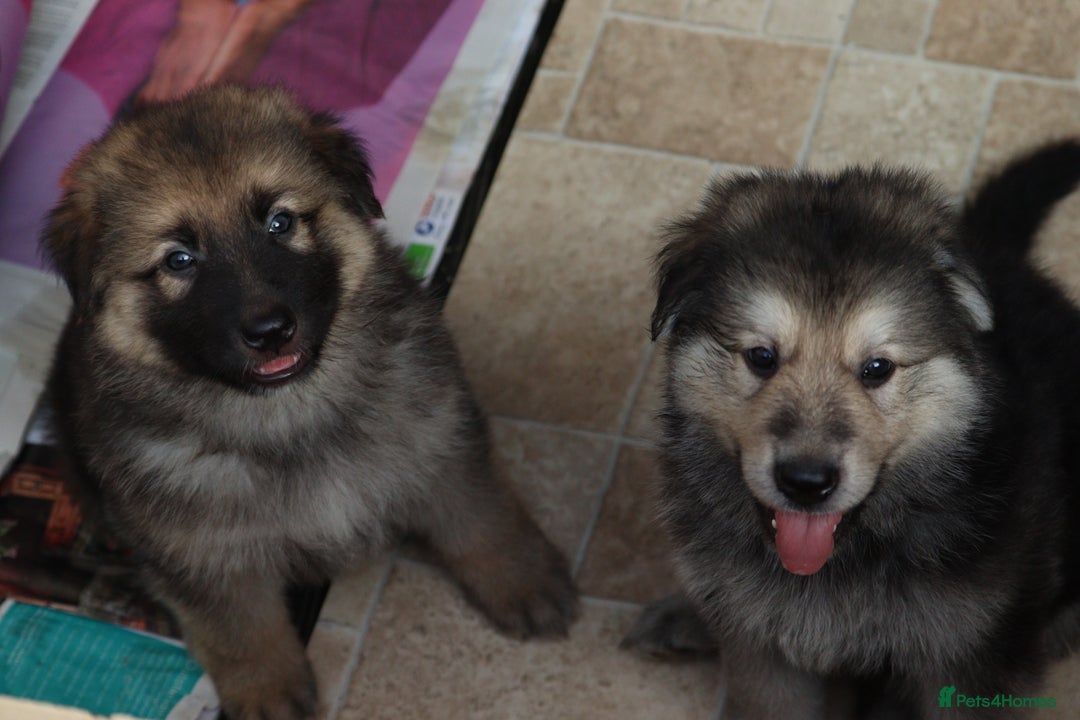 German Shepherd dogs for sale: Adorable GSD pups, straight back line, KC reg - Image 29