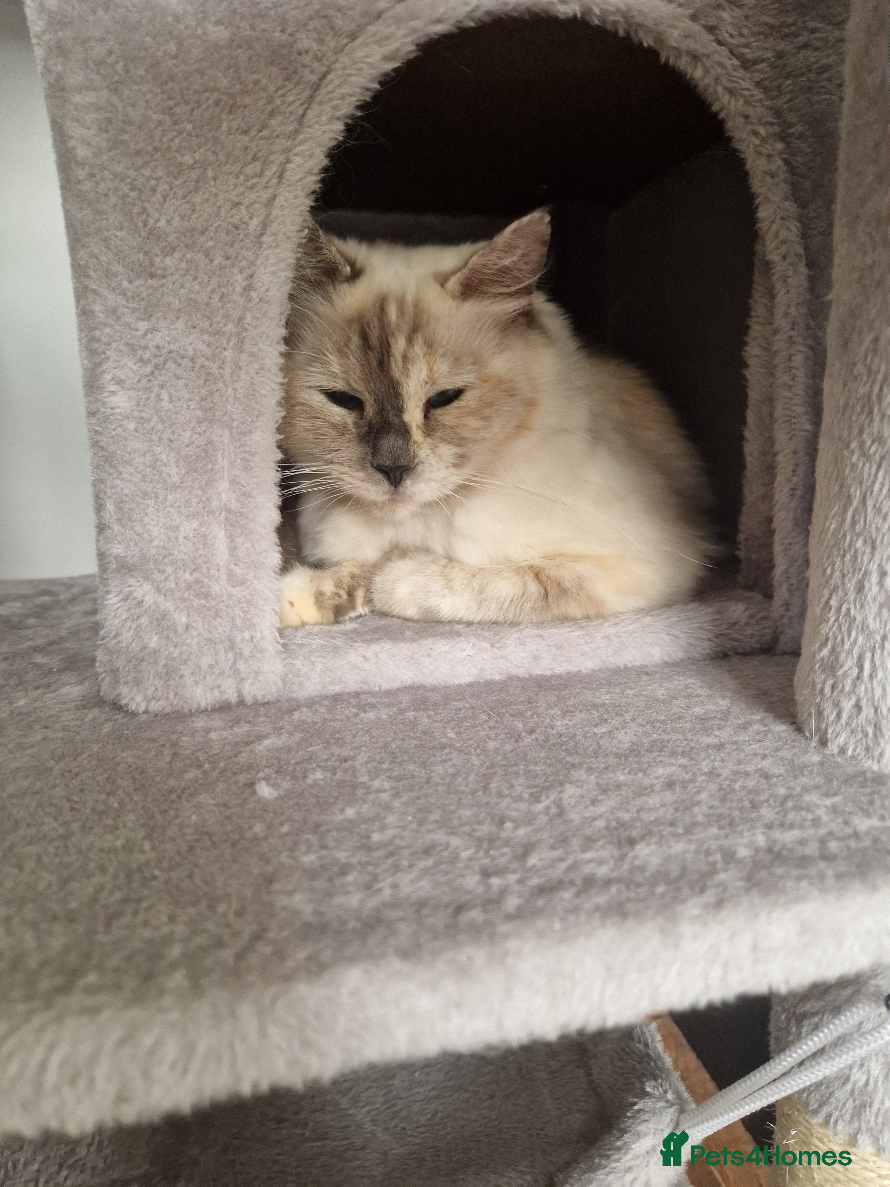 Ragdoll cats Female Ragdoll for rehoming  - Advert 3