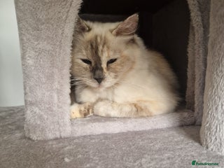 Ragdoll cats Female Ragdoll for rehoming - Advert 3
