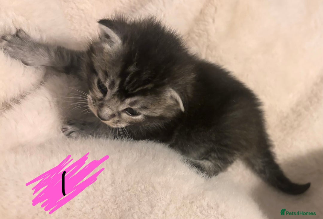 Maine Coon cats for sale: Maine Coon kittens - Advert 5