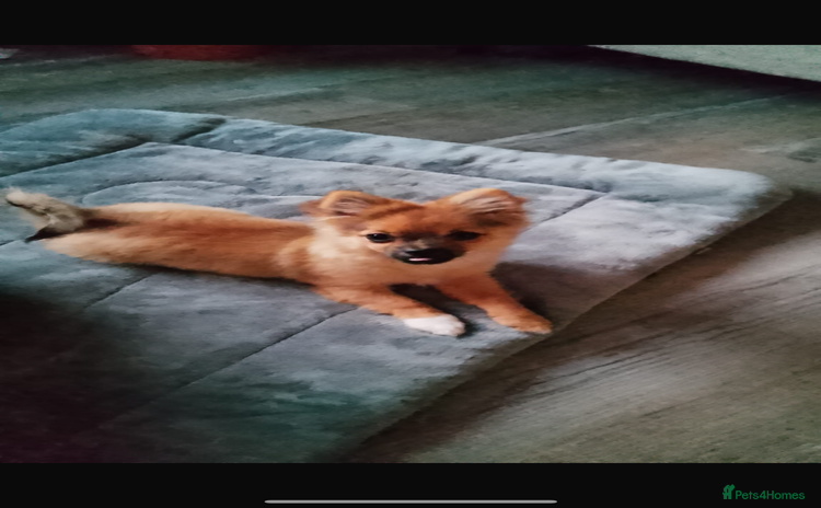 Pomchi dogs - Advert 1