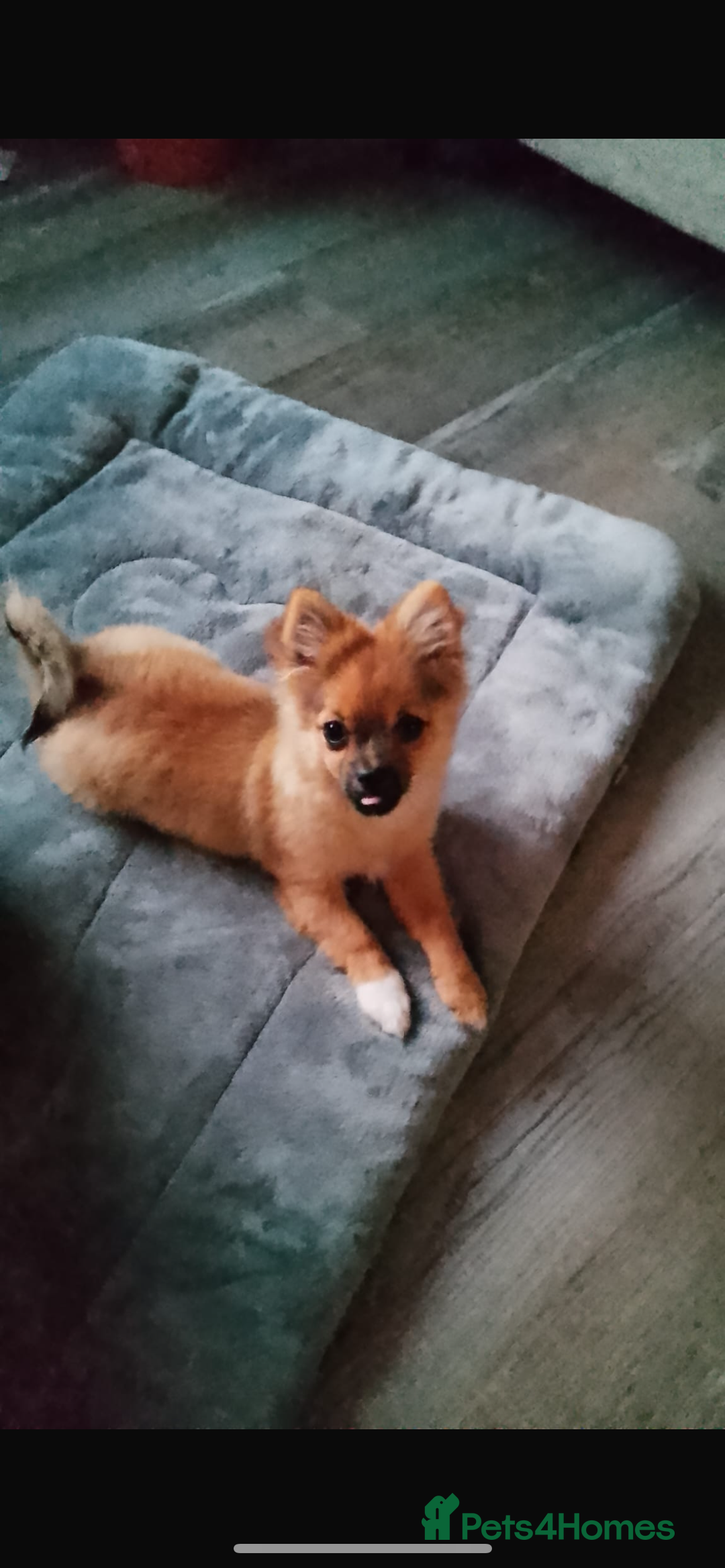 Pomchi dogs for sale: Beautiful tiny puppy  - Image 1