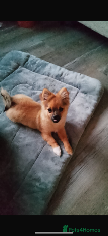 Pomchi dogs - Advert 6