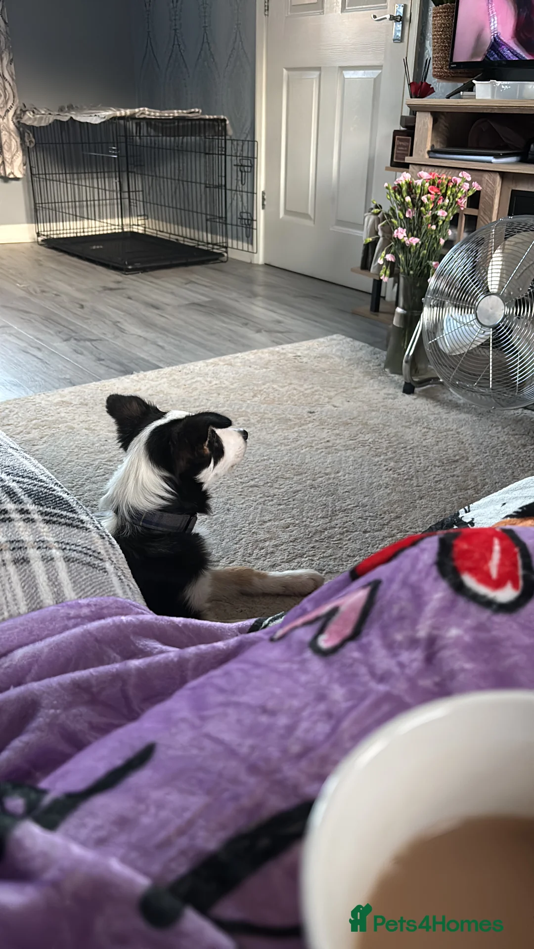 Border Collie dogs for sale: Male border collie  - Advert 2