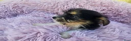 Mixed Breed dogs for sale: Jack-shih puppies - Advert 7