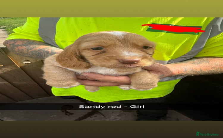 Cocker Spaniel dogs - Advert 2