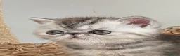 Exotic cats for sale: Gorgeous GCCF reg. kittens from Champions parents  - Advert 11