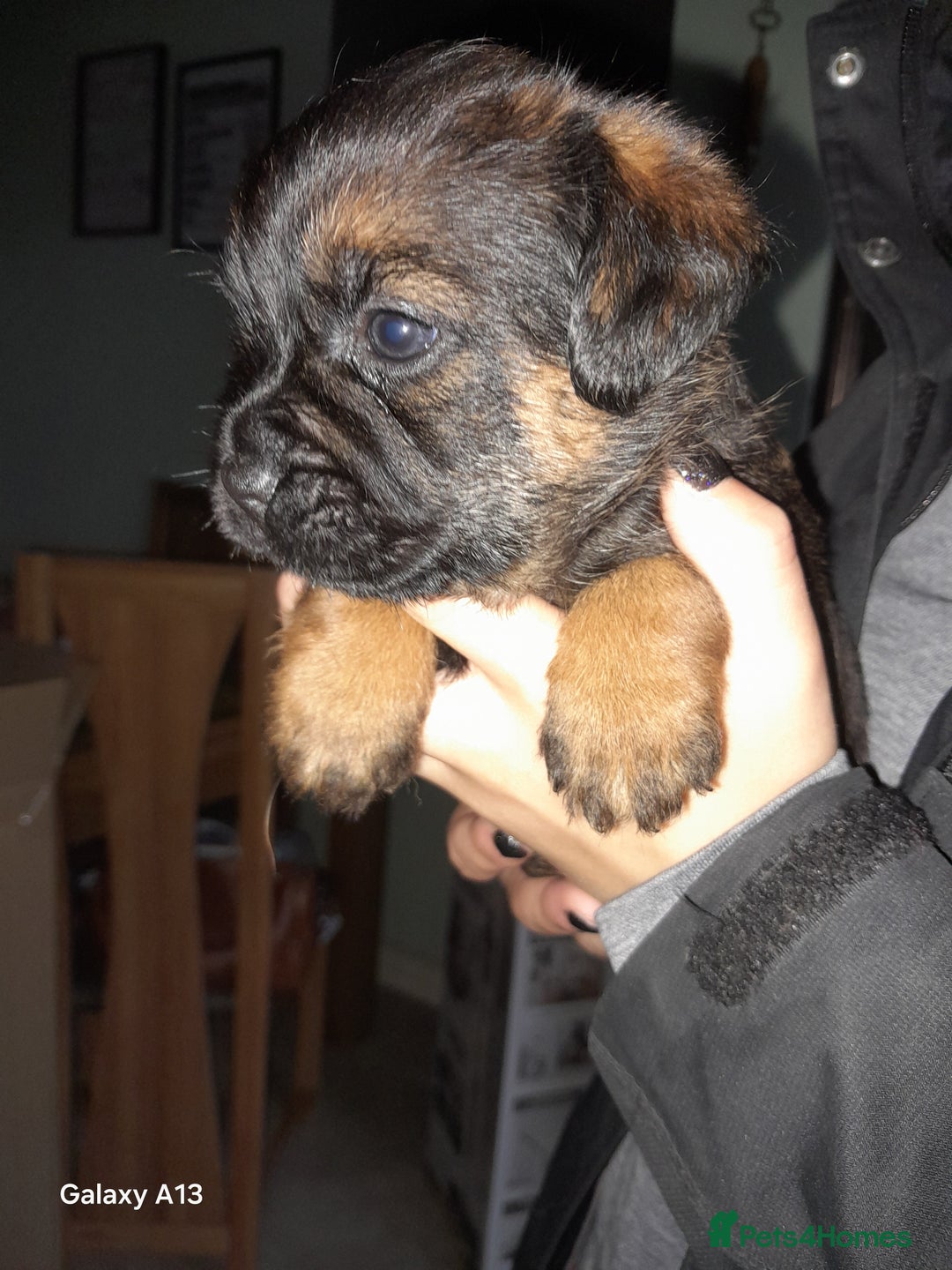 Border Terrier dogs for sale: KC REG SLEM CLEAR PUPPIES - Image 2