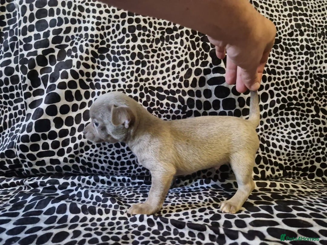 Chihuahua dogs for sale: 4 male chihuahuas - Advert 1