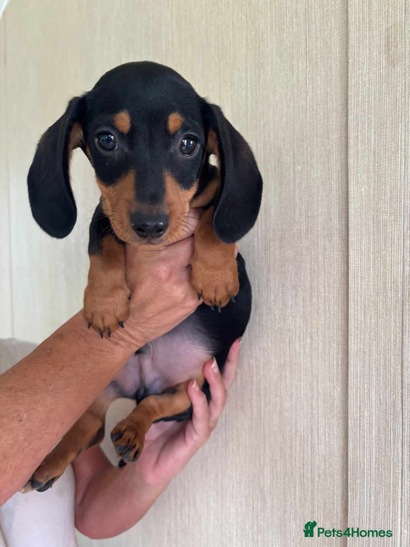Dachshund dogs 1 BOY LEFT Dachshund Puppies - Advert 18