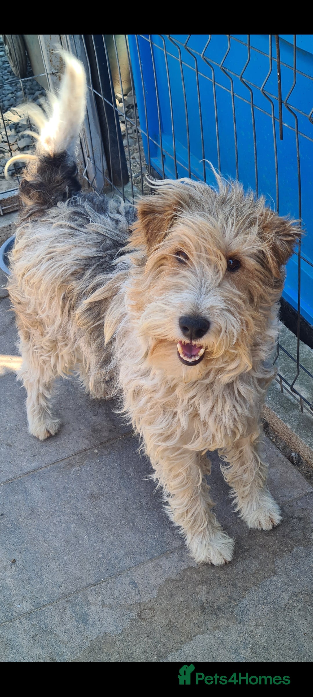 Fox Terrier dogs for adoption: Boris, fox terrier  - Image 1