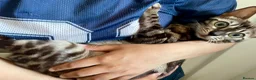 Bengal cats for sale: 🏆Gorgeous Brown Pedigree bengal girl🏆  - Advert 11