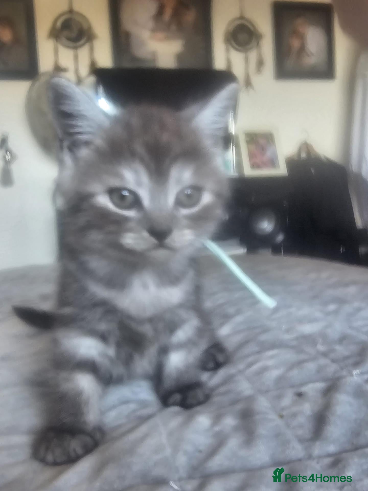 British Longhair cats BLH AND BSH kittens - Advert 2