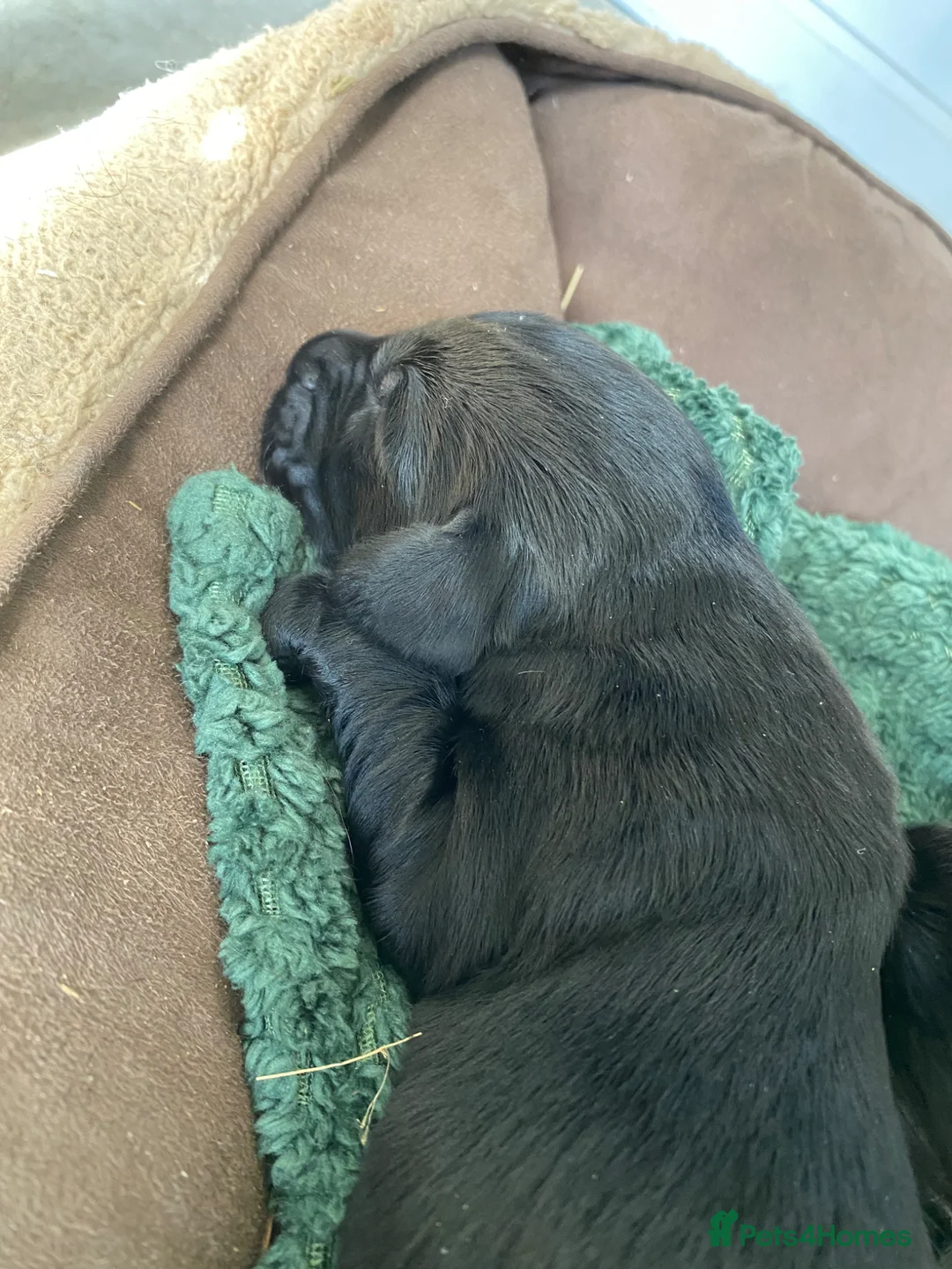 Flat coated Retriever dogs for sale: Beautiful Flat Coated Retriever Puppies in Lairg - Advert 2