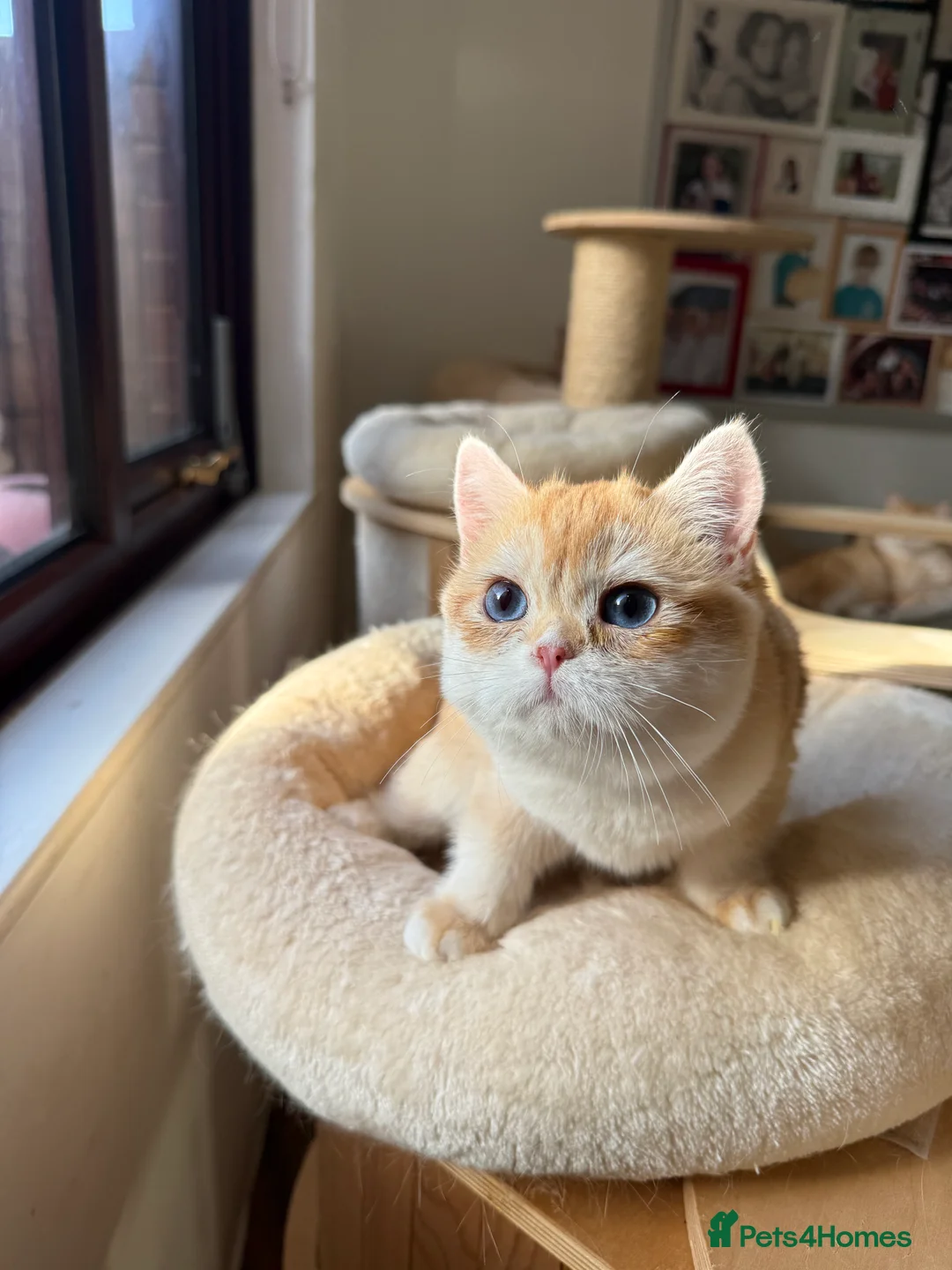 British Shorthair cats for sale: GCCF reg BSH and BLH Chocolate Golden Kittens - Advert 24