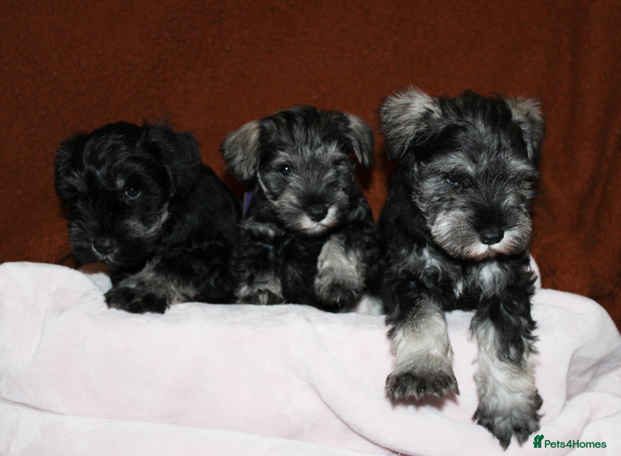 Miniature Schnauzer dogs Charming Mini Schnauzers with KC registration - Advert 1