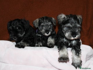 Miniature Schnauzer dogs Charming Mini Schnauzers with KC registration - Advert 6