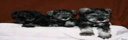 Miniature Schnauzer dogs for sale: Charming Mini Schnauzers with KC registration - Advert 20